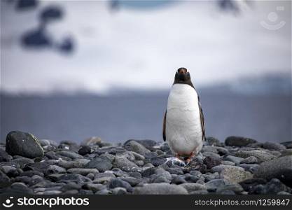 Lone penguin stands on gray stone bank with glacier in the background