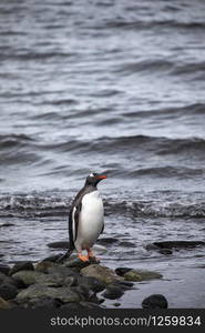 Lone penguin stands on the shore of cold water in Antarctic sea