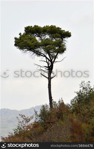 Lone Pine in the mountain