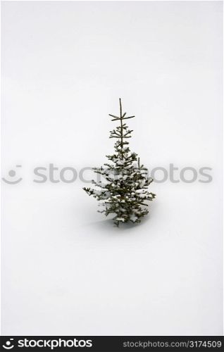 Lone pine sapling in snow.