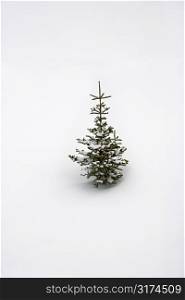 Lone pine sapling in snow.