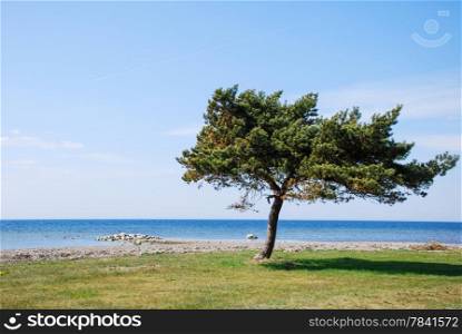 Lone pine tree by the coast of the swedish island Oland