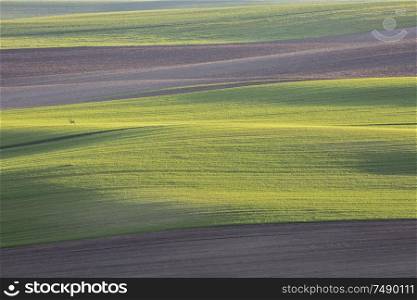 Lone roe in wavy moravian field, South Moravia, Czech Republic. Lone roe in moravian filed, Czech Republic