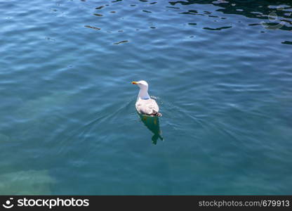 Lone Seagull Swims In The Black Sea