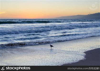 Lone seagull walking on the beach at sunset