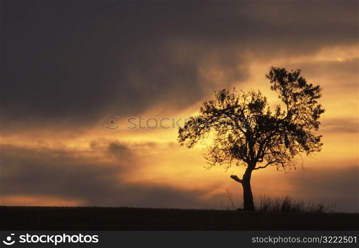 Lone Tree at Sunset