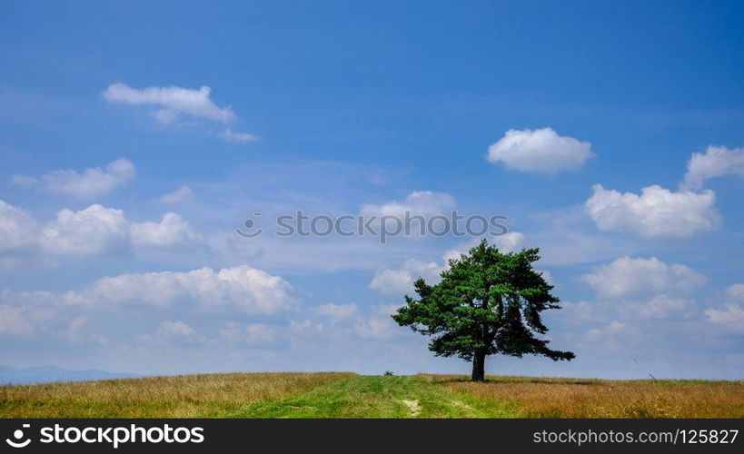 Lone tree at the summer field over blue cloudy sky