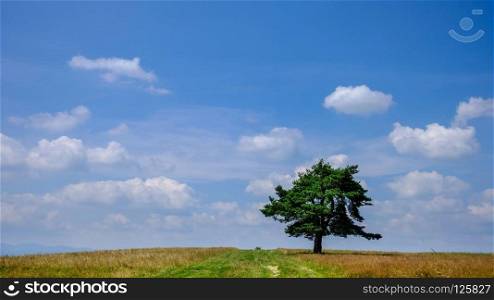 Lone tree at the summer field over blue cloudy sky