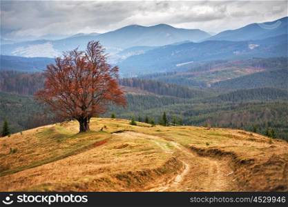 Lone tree in Carpathian autumn mountains. Cloudy fall scene