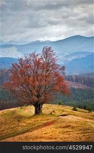 Lone tree in Carpathian autumn mountains. Cloudy fall scene