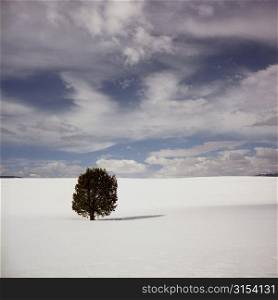 Lone Tree in snowy field