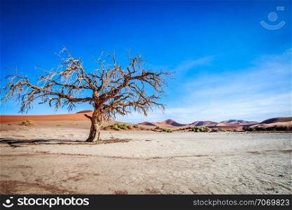 Lone tree in the desert