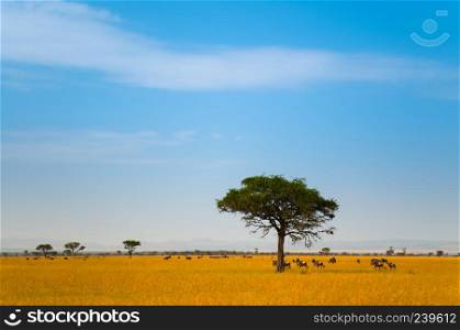 Lone tree in the grass land of Serengeti national park on a sunshine day.