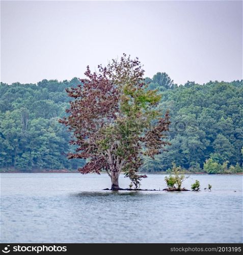lone tree in the middle of a lake