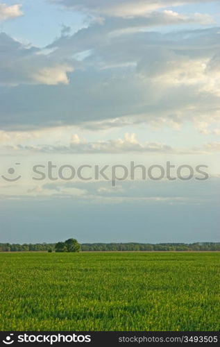 lone tree on a green field