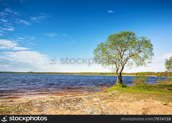 Lone tree on lakeside. Sunny daylight rural scene. Place for relax on vacation. Selyava lake in Belarus