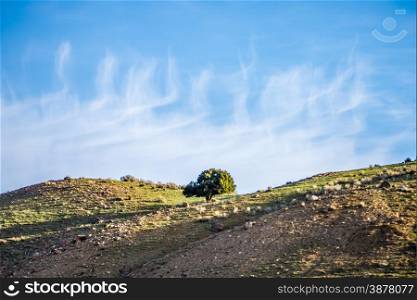 lone tree on mountain hills with blue sky