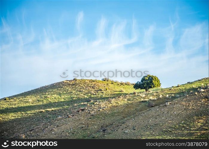 lone tree on mountain hills with blue sky