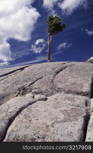 Lone Tree on Windswept Rock