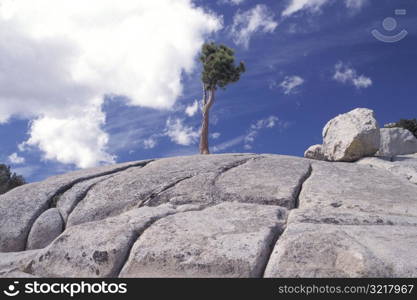 Lone Tree on Windswept Rock