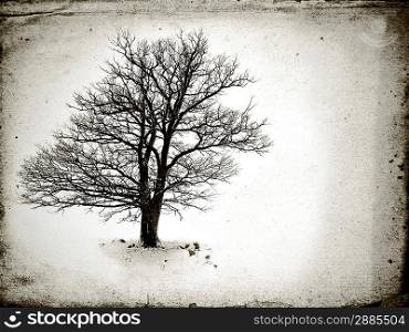 lone tree without leaves in winter