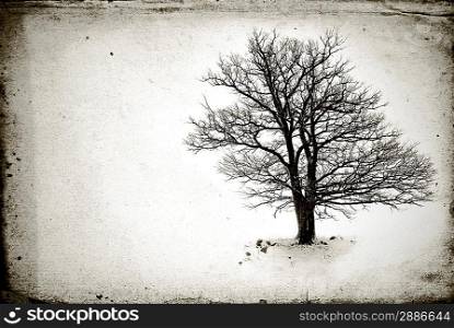 lone tree without leaves in winter