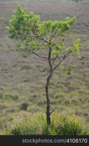 Lone wind swept tree