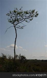 Lone wind swept tree