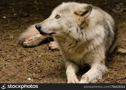 Lone wolf, laying watchfully in soft light