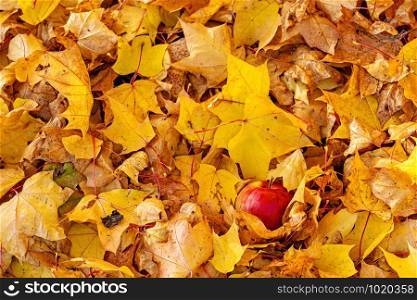 Lonely apple on a background of colorful autumn maple leaves