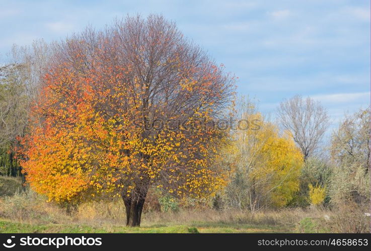 Lonely autumn cherry tree