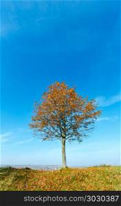 Lonely autumn maple tree on hill top on blue sky background.. Lonely autumn maple tree