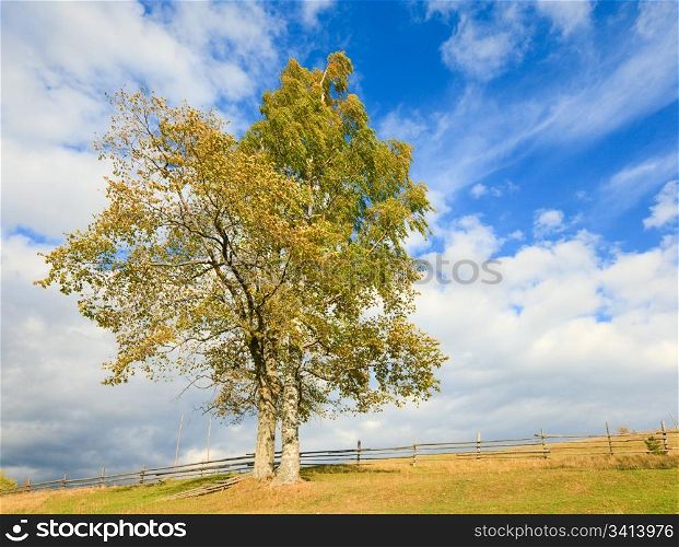 lonely autumn tree on sky with some cirrus clouds background.