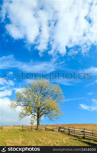 lonely autumn tree on sky with some cirrus clouds background.