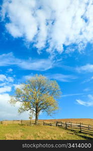 lonely autumn tree on sky with some cirrus clouds background.