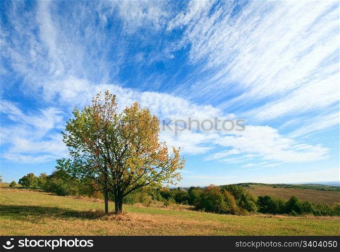 lonely autumn tree on sky with some cirrus clouds background (and cross under tree crown).
