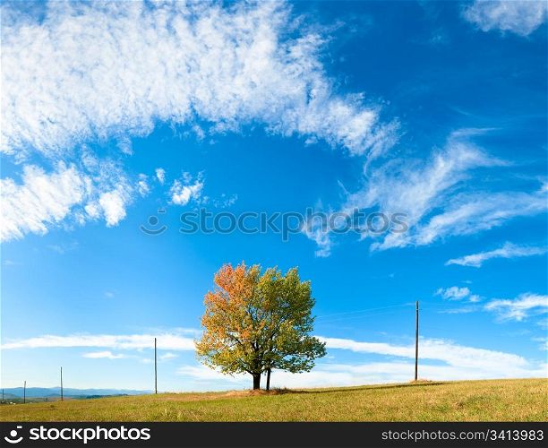Lonely autumn tree on sky with some cirrus clouds background. Three shots stitch image.
