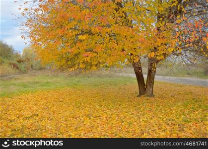 Lonely beautiful autumn tree and fallen leaves