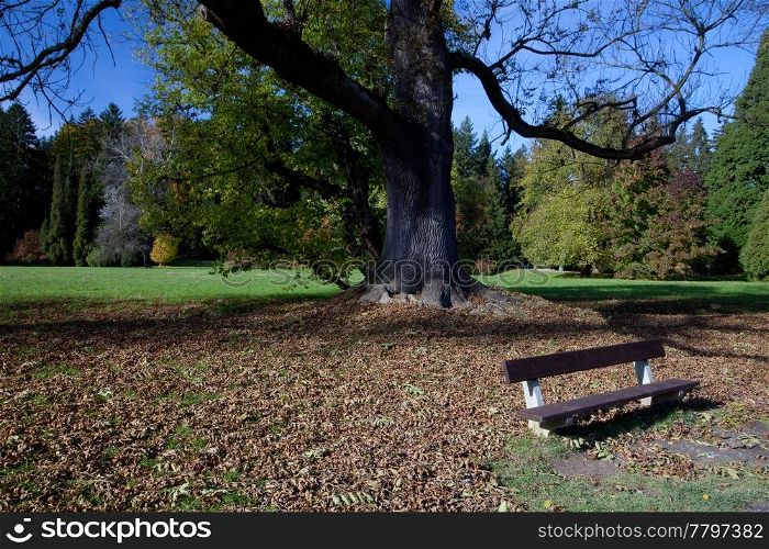 lonely bench in the autumn forest