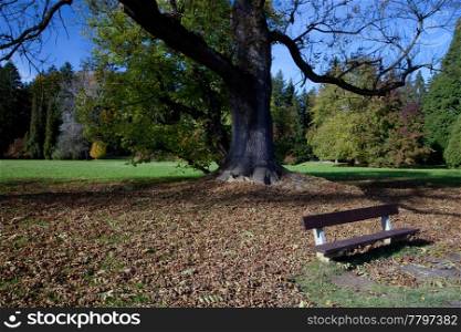 lonely bench in the autumn forest