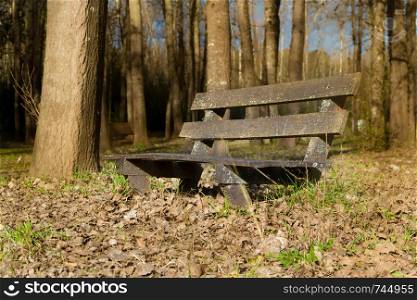 lonely bench under the trees and with the fallen leaves in autumn