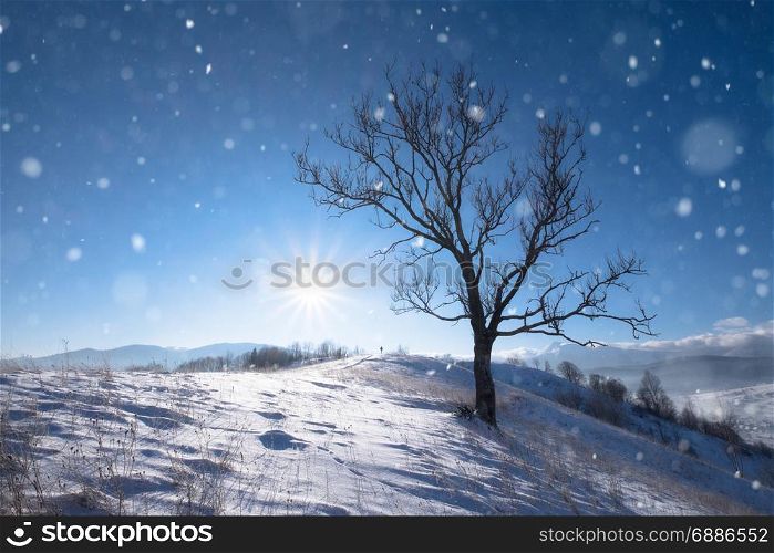 Lonely big tree at the top of winter snowy hill