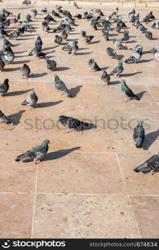 Lonely birds by live in an urban environment