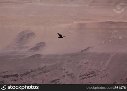 Lonely black bird flies over dry desert