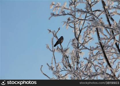 lonely black bird on a snowy tree