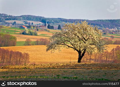 Lonely blossom tree in Prigorje region of Croatia, springtime view