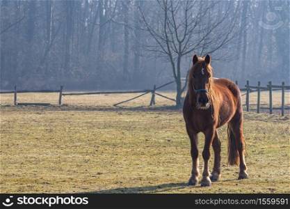 lonely brown horse in the paddock of a farm, animal