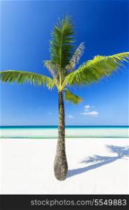 Lonely coconut palm on the beauty beach