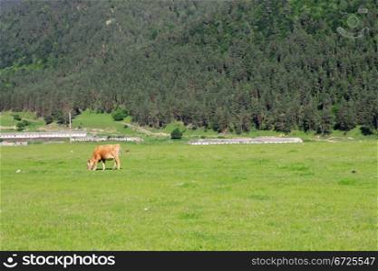 Lonely cow eat the grass on the summer alp meadow