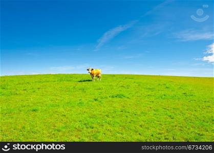 Lonely Cow Grazing on Pasture in Southern Bavaria, Germany